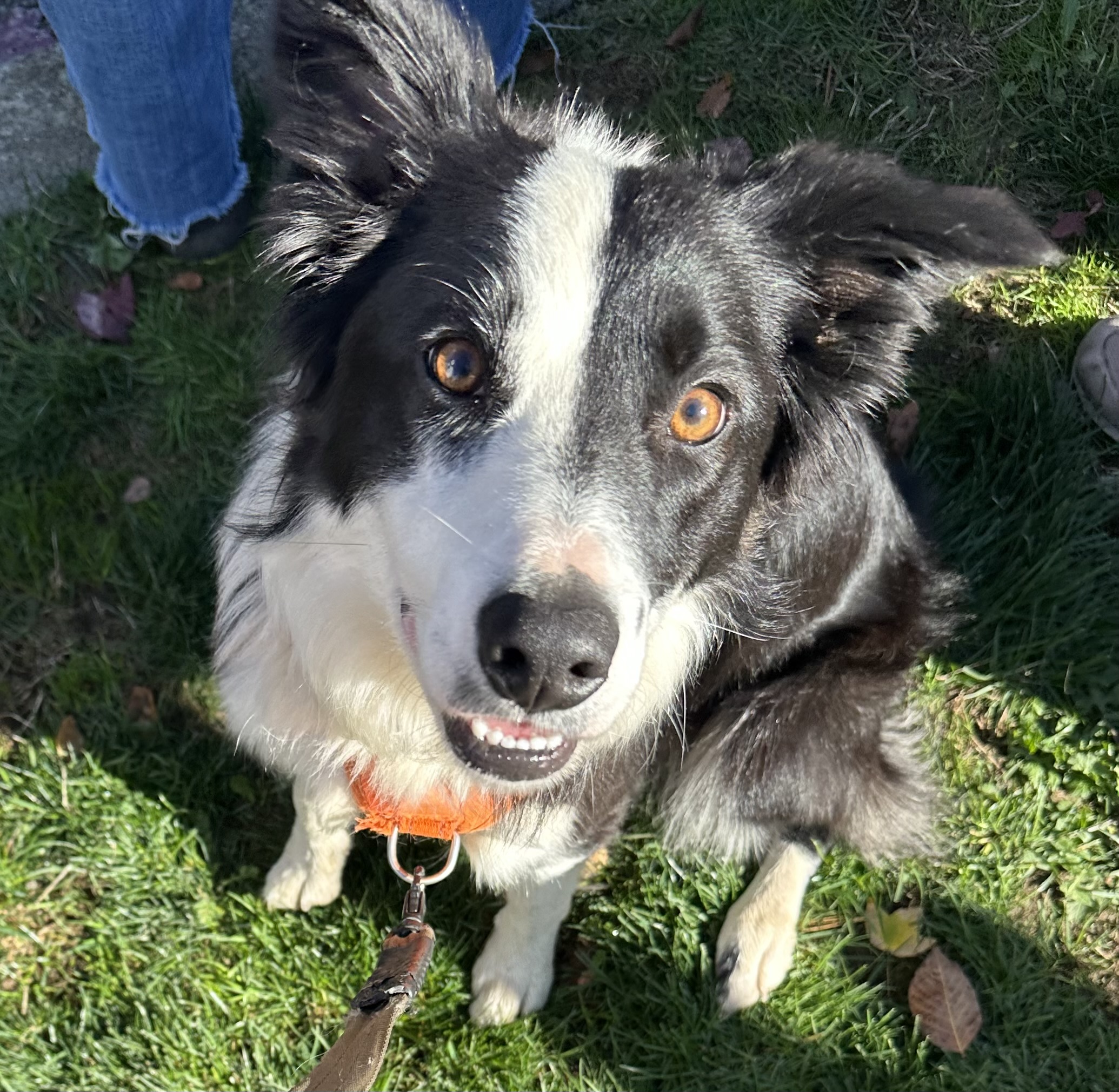 Tal with brown leash